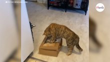 Kot odkrywa, że jego kolega zjadł mu obiad. Zemsta jest sroga (video)
