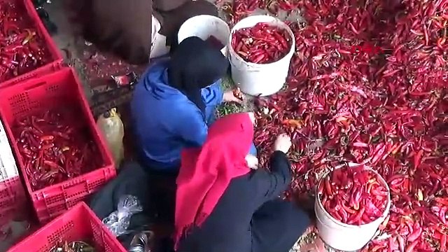GAZİANTEP’ten 50 ülkeye, 50 milyon dolarlık pul biber ihracatı (VİDEO EKLENDİ)