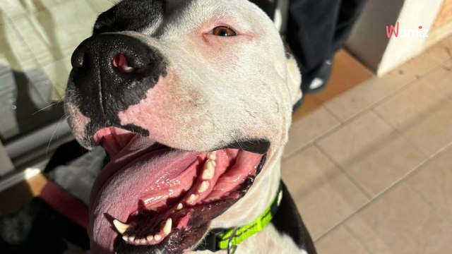 Son maître a été incarcéré et elle a tout perdu : qui offrira un nouveau foyer à cette jeune chienne ?