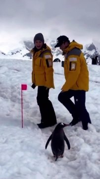 A Polite Penguin Patiently Waits for Humans to Move Out of the Way