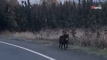Tajemnicze zwierzę przemierza Alaskę. Test DNA ujawnia zaskakującą prawdę