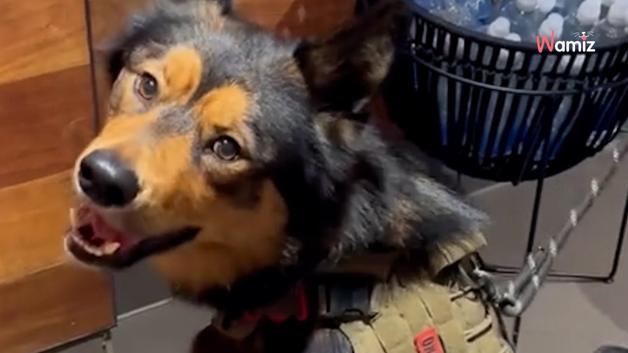 Ce mélange entre un Berger Allemand et un Husky fait craquer Internet : 1,5M d’internautes sont sous le charme