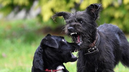 Mysteriöses  Werwolf-Syndrom  bei Hunden