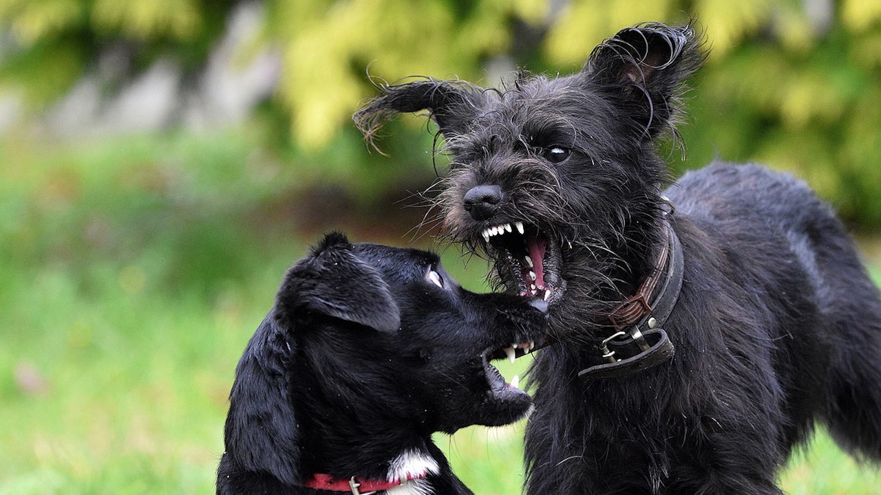 Mysteriöses  Werwolf-Syndrom  bei Hunden