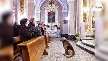 Pastor alemán visita la iglesia todos los días: el motivo es desgarrador