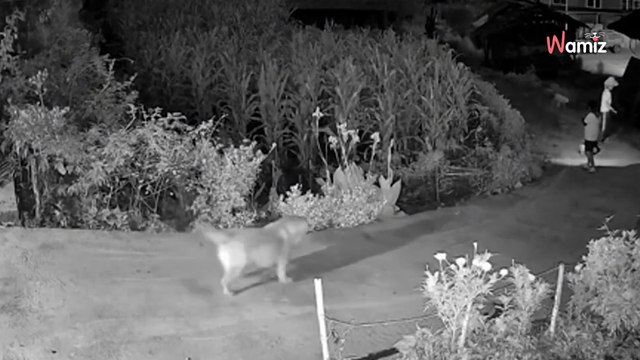 Hund wartet nachts an der Tür: Plötzlich taucht jemand mit einer Taschenlampe auf