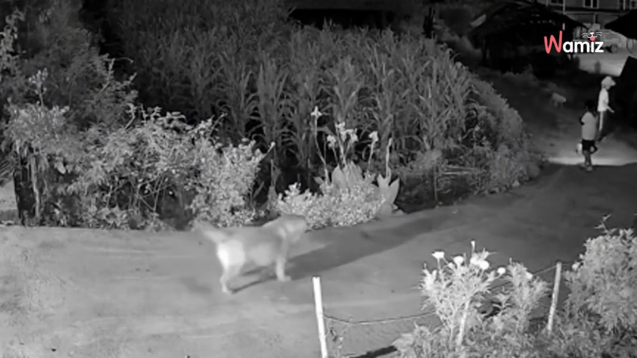 Hund wartet nachts an der Tür: Plötzlich taucht jemand mit einer Taschenlampe auf