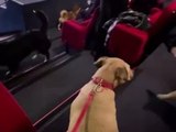 Tierische Vorführung: Kino zeigt Disney-Klassiker für Hunde