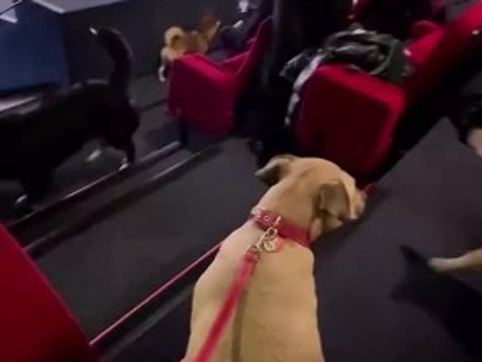 Tierische Vorführung: Kino zeigt Disney-Klassiker für Hunde