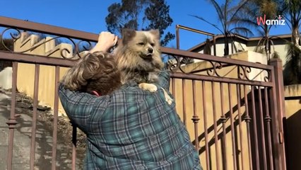 Incendies à Los Angeles : un homme retrouve son chien après cinq jours de séparation dans une vidéo émouvante