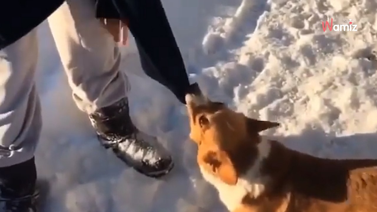 Hund wird aus Flugzeug geworfen: Kurz danach sind alle sprachlos!