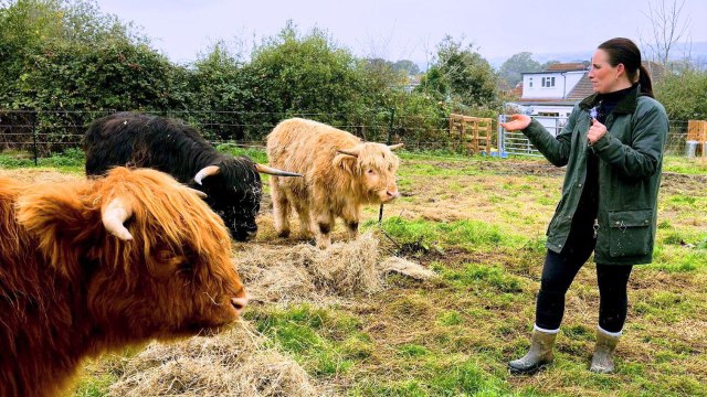 Nurse who has own herd of Highland Cows says they 'saved' her after breakdown
