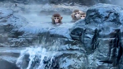 Affen nehmen ein entspannendes Bad in heißen Quellen