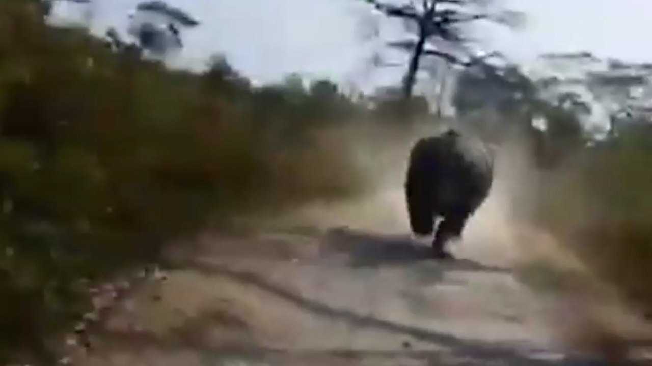 Nashorn jagt Safaritruck voller Touristen