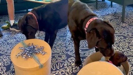 Lonely Labrador Opens Box To Discover New Puppy Best Friend | Happily TV