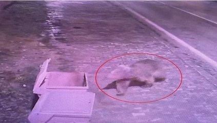 Barınaktan kaçan bozayı, termal kameralarla aranıyor