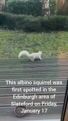 Rare albino squirrel spotted in Edinburgh back garden
