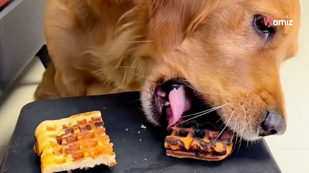 Welpe kann sich Waffel aussuchen: Bei seiner Entscheidung muss wirklich jeder lachen