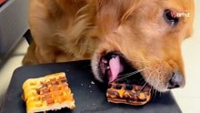 Welpe kann sich Waffel aussuchen: Bei seiner Entscheidung muss wirklich jeder lachen