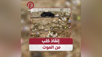 إنقاذ كلب من الموت