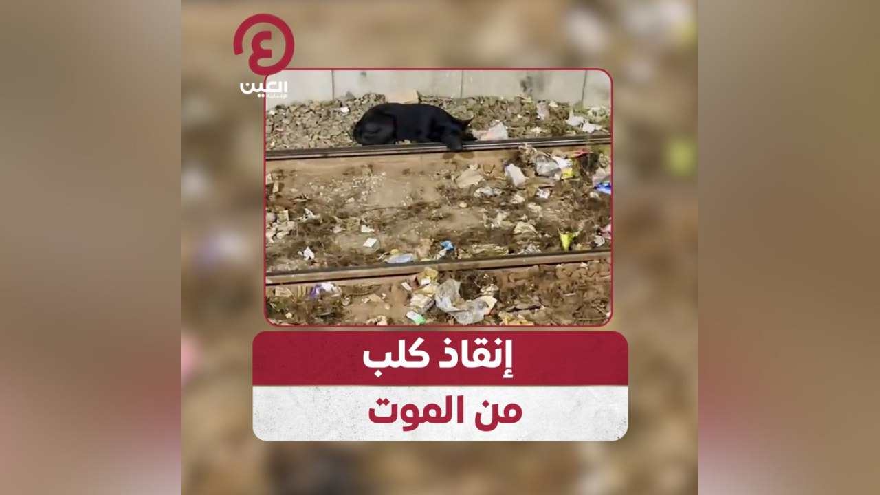 إنقاذ كلب من الموت
