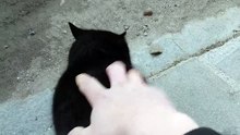 Vidio gatto nero