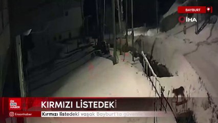 Kırmızı listedeki vaşak Bayburt’ta güvenlik kamerasına yansıdı