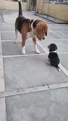 Leo & Lilly _ Father & Daughter _ Leo The Beagle