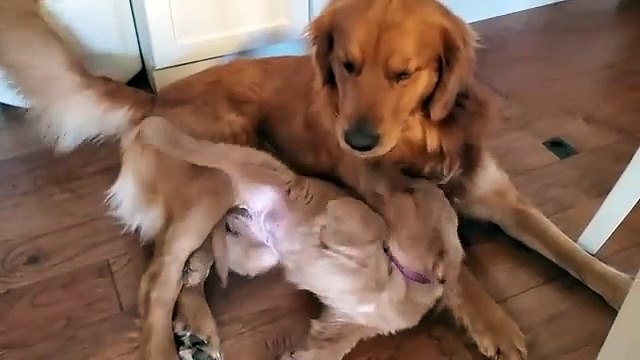 Golden Retriever Dad Tells Daughter Playtime is Over