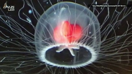 Is This Jellyfish Immortal? Researchers Think So