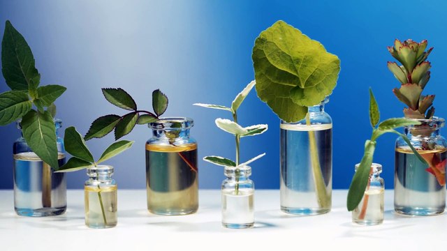 Vom Hobby zum Beruf: Ausbildung zum Pferde Homöopath