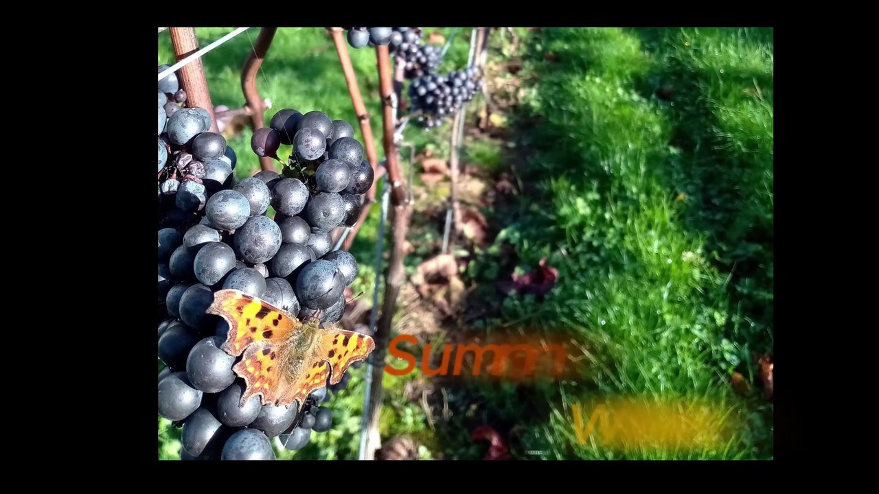 Harvest at the Dell Vineyard