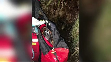 Coastguard dog rescue Giant's Causeway