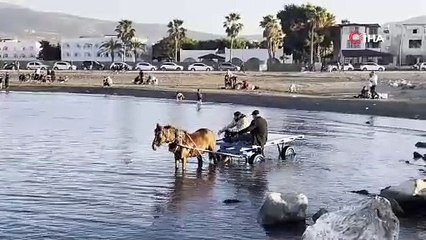 At arabasıyla denize böyle girdiler