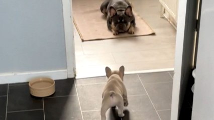 Puppy teases relaxing dog but makes a comical run for it when things heat up