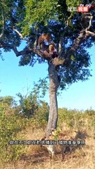 animal videos watch with us