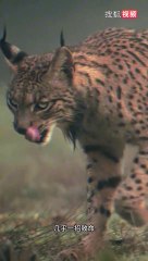 Wolf Killing Machine Lynx - Animal Video - Sohu Video