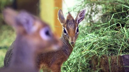 Zoo Vienna Kleine Antilopen, große Neuigkeiten