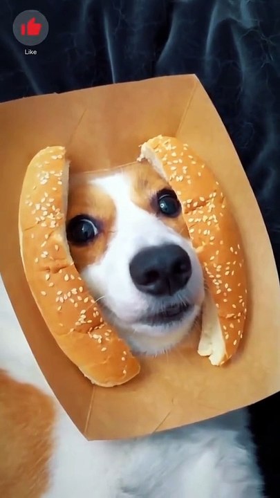 Haben Sie wirklich vor, mich zu fressen, Sen.