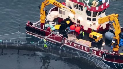 200,000 fish die as Salmon killing jellyfish species hits Scotland