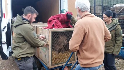 Mountain lions arrive in Wye Valley