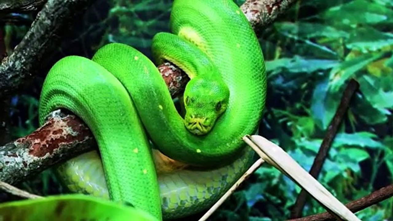 Mondneujahr oder Chinesisches Neujahr im Zeichen der Schlange