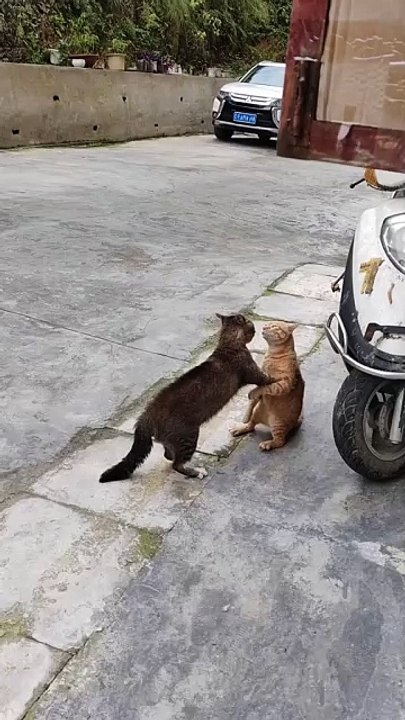 MOMEN FUNNY ANIMALS