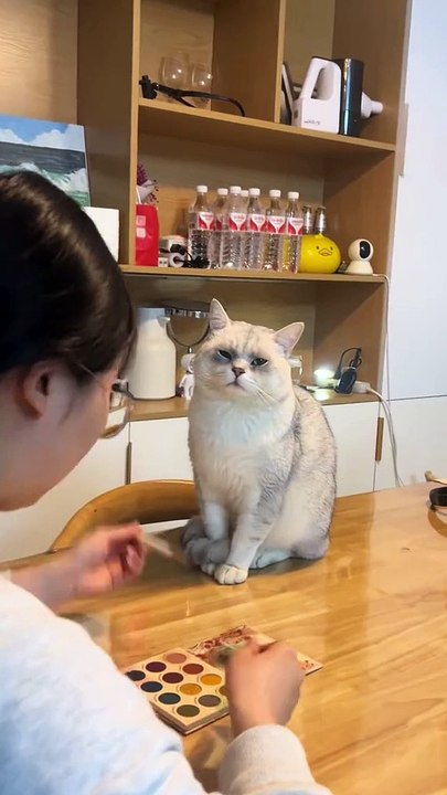 MOMEN FUNNY ANIMALS