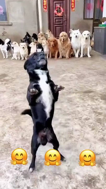 MOMEN FUNNY ANIMALS