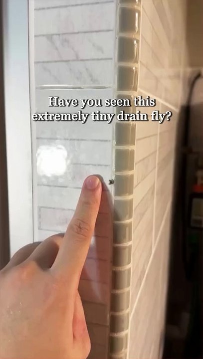 Drain flies, also known as sewer flies or moth flies, are small