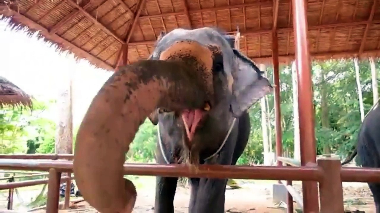CUTE ANIMAL COLLECTION