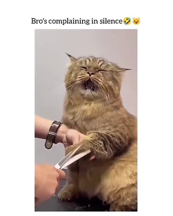 Get ready to indulge in the cuteness overload of *CatsofInstagram!* 🐾✨ In