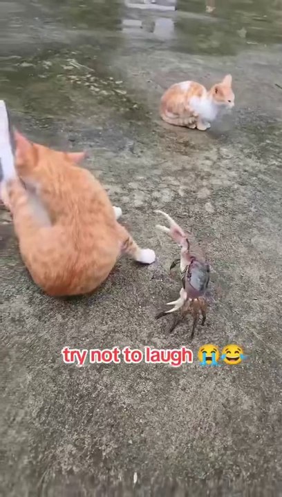 cats 😂😂😂