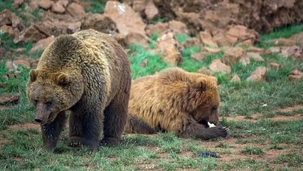 aire de osos pardos en el campo